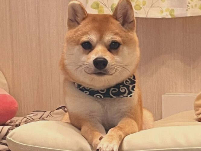 「志望動機を教えてください」豆柴が面接官のような雰囲気を漂わせている！！