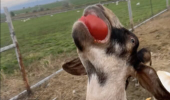 ヤギがトマトを丸かじり!ガブッと食いついたけど大好物なのかな?【アメリカ・動画】