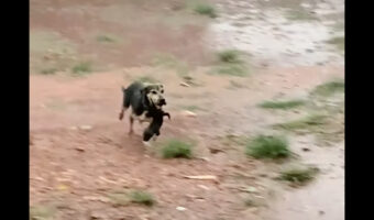 母は強し!嵐の中、子犬たちを安全な屋根の下に避難させる姿に感動!!【海外・動画】