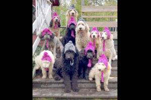 かわいい記念撮影。11頭のゴールデンドゥードルが並んで座っている姿がかわいすぎる！！【海外・動画】