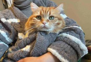 「寒いといい子に抱っこさせてくれるから幸せです」ぬくぬくしている猫がかわいすぎる！