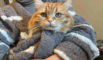 「寒いといい子に抱っこさせてくれるから幸せです」ぬくぬくしている猫がかわいすぎる!