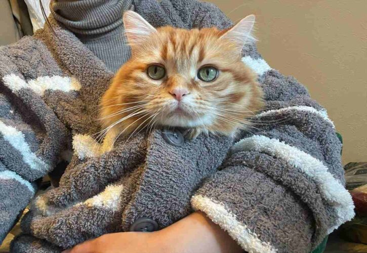 「寒いといい子に抱っこさせてくれるから幸せです」ぬくぬくしている猫がかわいすぎる！