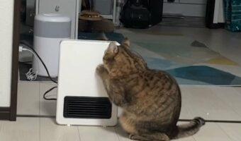 故障じゃないんだよ!寝ようとヒーター消したら、猫が甦らそうとしていた!?「最後に訴えてくる顔がかわいい」「暖かいの好きですからね」