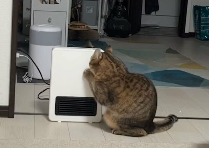 故障じゃないんだよ！寝ようとヒーター消したら、猫が甦らそうとしていた！？「最後に訴えてくる顔がかわいい」「暖かいの好きですからね」