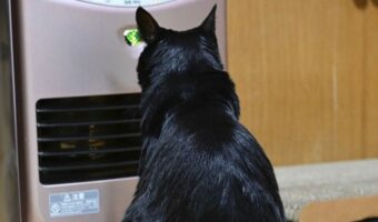「この子がいちばん喜んでる」ストーブを出すとベストポジションをキープしに黒猫がやってきた！！