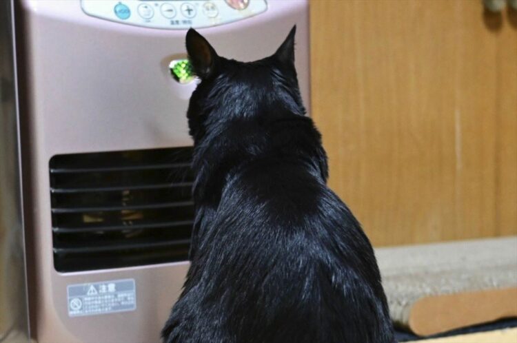 「この子がいちばん喜んでる」ストーブを出すとベストポジションをキープしに黒猫がやってきた！！