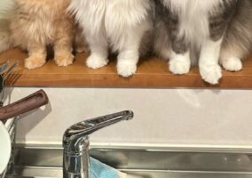 「我々を置いて食べに行ったマグロ丼はうまかったか？」圧をかけてくる愛猫たちの表情が面白い！