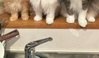 「我々を置いて食べに行ったマグロ丼はうまかったか？」圧をかけてくる愛猫たちの表情が面白い！