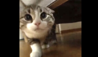 猫がソファの下から出てきてかわいい〜と思ったら、この猫は思いがけない妨害にあいました！！【海外・動画】