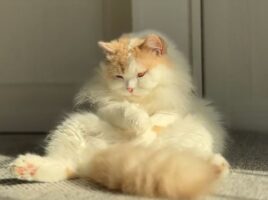 「毛づくろいやーめたっ」眠くなってきたのか、毛づくろいを止めてぽてっと寝てしまう猫がかわいすぎる！