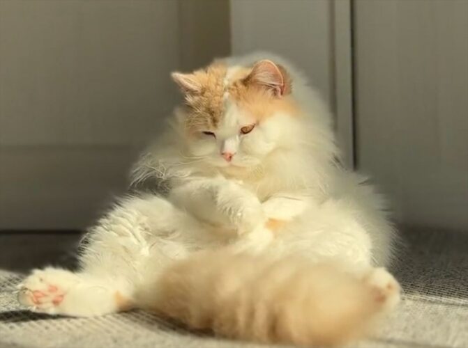 「毛づくろいやーめたっ」眠くなってきたのか、毛づくろいを止めてぽてっと寝てしまう猫がかわいすぎる！