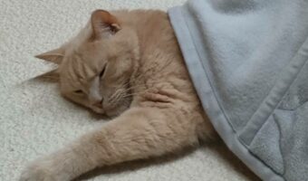 コタツの入って寝ている猫がかわいいと話題に!「気持ち良さそう」「人間が寝ているようでかわいい」
