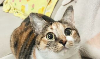 おててが隠れて・・まんまるになった猫がかわいすぎる!「お目目も体もまんまる」「おててないないしてる!」