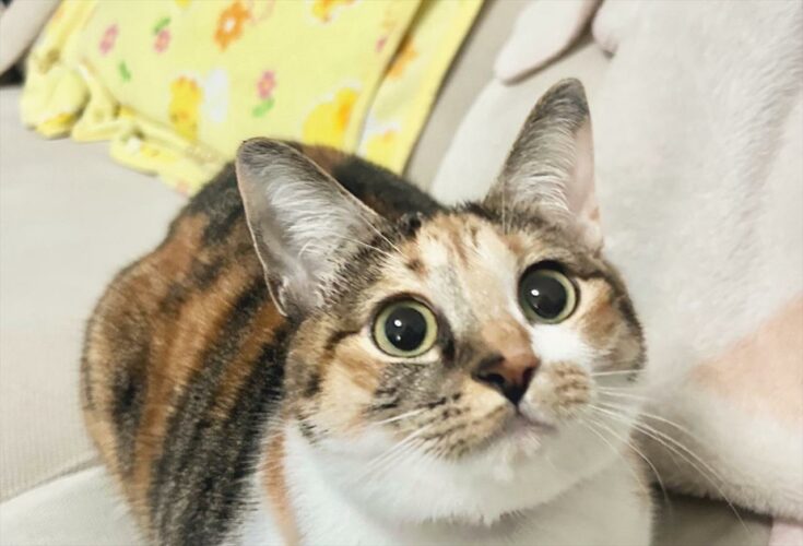 おててが隠れて・・まんまるになった猫がかわいすぎる！「お目目も体もまんまる」「おててないないしてる！」