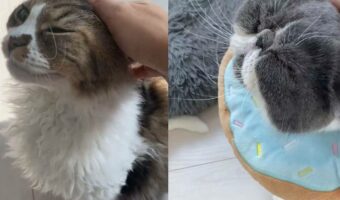 「撫でられ待ちの列ができてる」猫を撫でるとその後ろに更に猫が・・。猫好きにとってたまらない光景に反響！