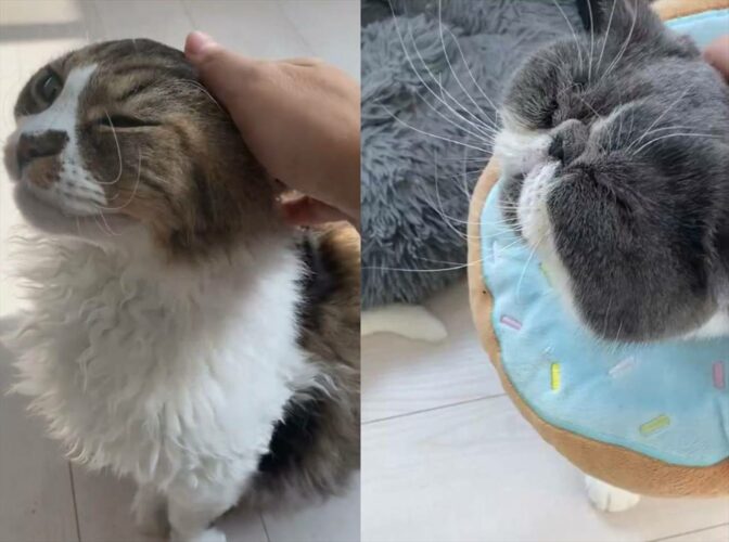 「撫でられ待ちの列ができてる」猫を撫でるとその後ろに更に猫が・・。猫好きにとってたまらない光景に反響！