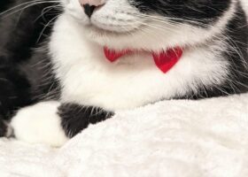 いい男がする表情を見せたはちわれ猫。蝶ネクタイ姿と流し目がダンディでステキ！！