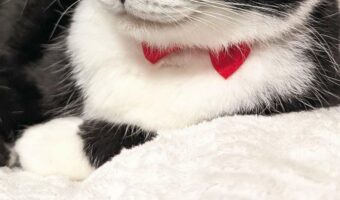 いい男がする表情を見せたはちわれ猫。蝶ネクタイ姿と流し目がダンディでステキ!!