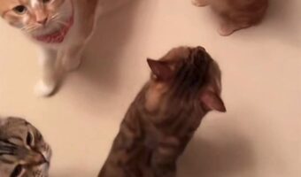 マンチカンがとおせんぼ！？通行止めしている姿がかわいすぎると話題に！！