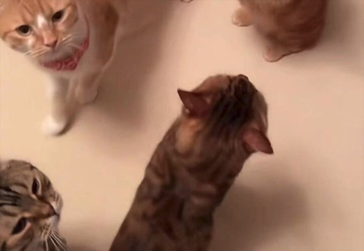 マンチカンがとおせんぼ！？通行止めしている姿がかわいすぎると話題に！！