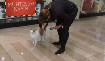 イスタンブール名物『ショッピングモール猫』がかわいすぎる！「これは買い物どころではない！」