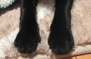 もこもこに包まれる猫がかわいいと話題に！「包まれてかわいいにゃ」「暖かくて気持ちいいね」