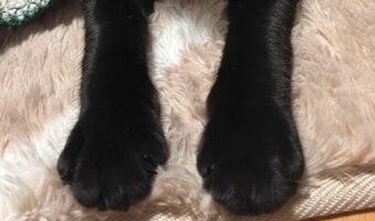 もこもこに包まれる猫がかわいいと話題に!「包まれてかわいいにゃ」「暖かくて気持ちいいね」