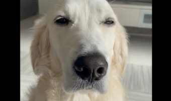 ゴールデンリトリバーだって朝は眠い？寝起きに目をシパシパさせておねむな顔がかわいい！！