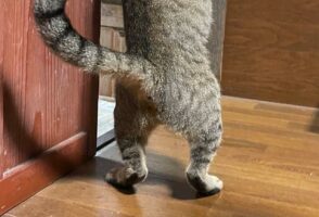 家に侵入して陽気なステップ踏んでる野良猫の姿が話題に！「中に人が入ってますよね？」「お家に入っちゃった」