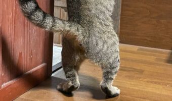 家に侵入して陽気なステップ踏んでる野良猫の姿が話題に！「中に人が入ってますよね？」「お家に入っちゃった」