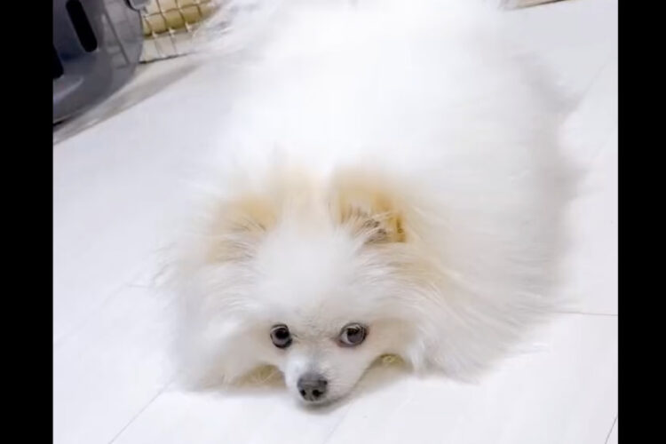 嬉しさが抑えられない！触られ待ちしてるをしているポメラニアンに手を伸ばした時のリアクションがかわいすぎる！！