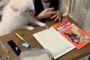 「この問題はね、じょうぎをこうして・・」女の子の家庭教師はポメラニアン！？勉強を教えるような姿がかわいすぎる！！