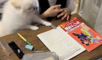 「この問題はね、じょうぎをこうして・・」女の子の家庭教師はポメラニアン!?勉強を教えるような姿がかわいすぎる!!
