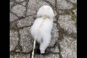 ルンルンな足取りでおさんぽを楽しんでいるように見えるけど・・違うんです！ポメラニアンの意外な秘密にビックリ！！