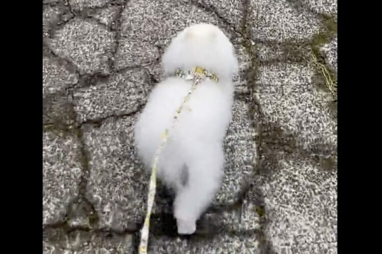 ルンルンな足取りでおさんぽを楽しんでいるように見えるけど・・違うんです！ポメラニアンの意外な秘密にビックリ！！