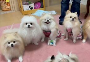 ポメラニアン達より目立ちたいシーズー。更に一歩前に出てくる姿がかわいい！！