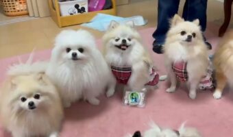 ポメラニアン達より目立ちたいシーズー。更に一歩前に出てくる姿がかわいい！！