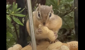 頬いっぱいにピーナッツを詰め込んだリス。もうパンパンで入らないかと思いきや・・最後にもうひとつをくわえていきました!!