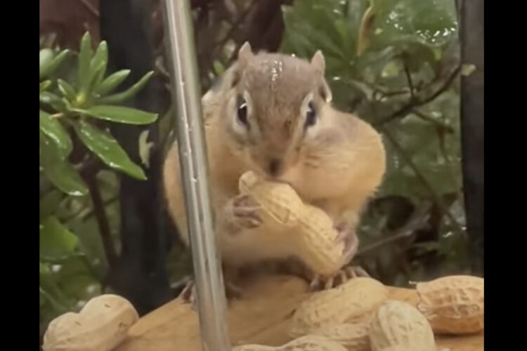 頬いっぱいにピーナッツを詰め込んだリス。もうパンパンで入らないかと思いきや・・最後にもうひとつをくわえていきました！！