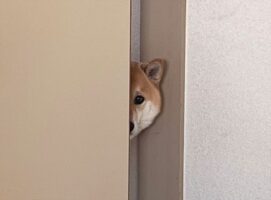 こっそりのぞき見をしている柴犬。有名なドラマの名物シーンを彷彿とさせると話題に！！