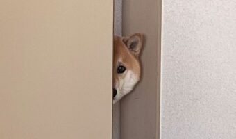 こっそりのぞき見をしている柴犬。有名なドラマの名物シーンを彷彿とさせると話題に!!