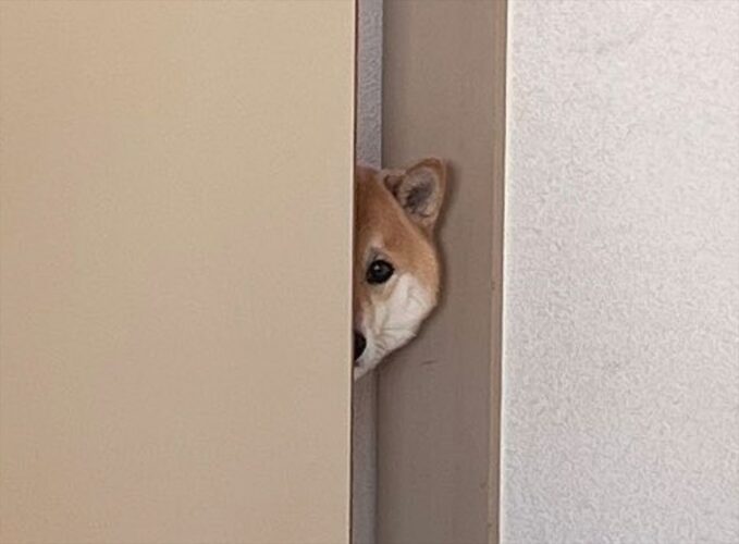 こっそりのぞき見をしている柴犬。有名なドラマの名物シーンを彷彿とさせると話題に！！