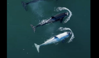 列を作って泳ぐシャチの群れ。その中になんと『白いシャチ』がいるではないですか!!【アメリカ・動画】