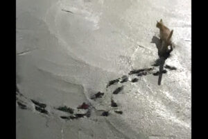 大変！猫がセメントを塗ったばかりの作業現場に入り込んじゃった！！かわいい足跡がしっかり残っています【海外・動画】