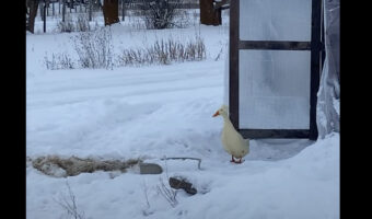 雪景色を眺めるアヒル。美しい光景にうっとりしているのかと思えば・・、雪が降って寒いのが気に食わなかったみたい【アメリカ・動画】