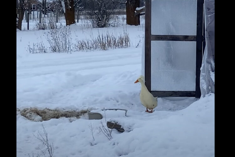 雪景色を眺めるアヒル。美しい光景にうっとりしているのかと思えば・・、雪が降って寒いのが気に食わなかったみたい【アメリカ・動画】