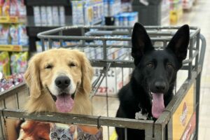 撫でてもらいたくていい子にしてた結果・・「お店のわんちゃんですか？」と言われた犬たちがかわいすぎる！