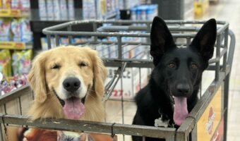 撫でてもらいたくていい子にしてた結果・・「お店のわんちゃんですか?」と言われた犬たちがかわいすぎる!