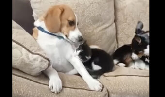 新しく家族としてやって来た子猫。先住犬のビーグルたちともう仲良しになったみたい！！【海外・動画】